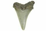 Serrated Angustidens Tooth - Megalodon Ancestor #368644-1